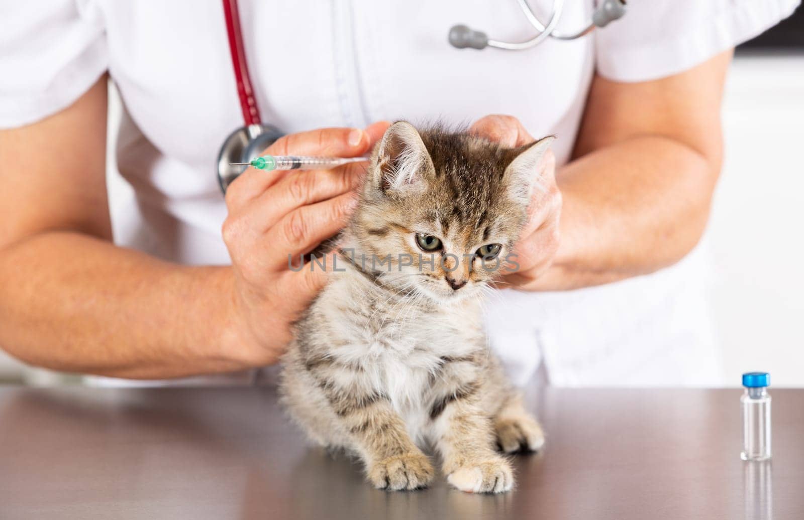 Veterinary clinic and kitten playing with phonendoscope