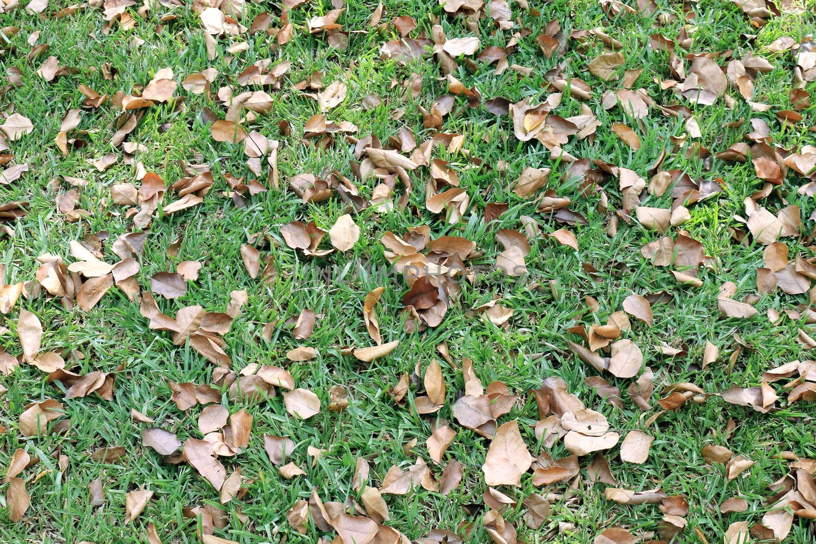 dried leaves on the lawn, background dry leaves on grass in garden