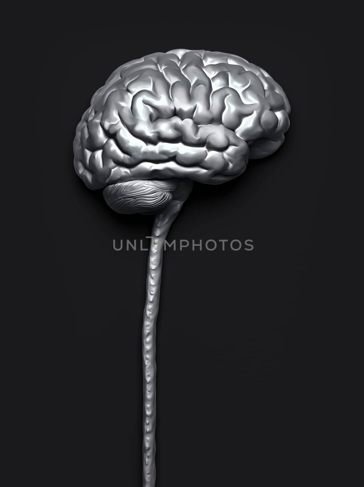 Central nervous system. Brain and spinal cord with clipping path included. Conceptual brain 3D illustration.