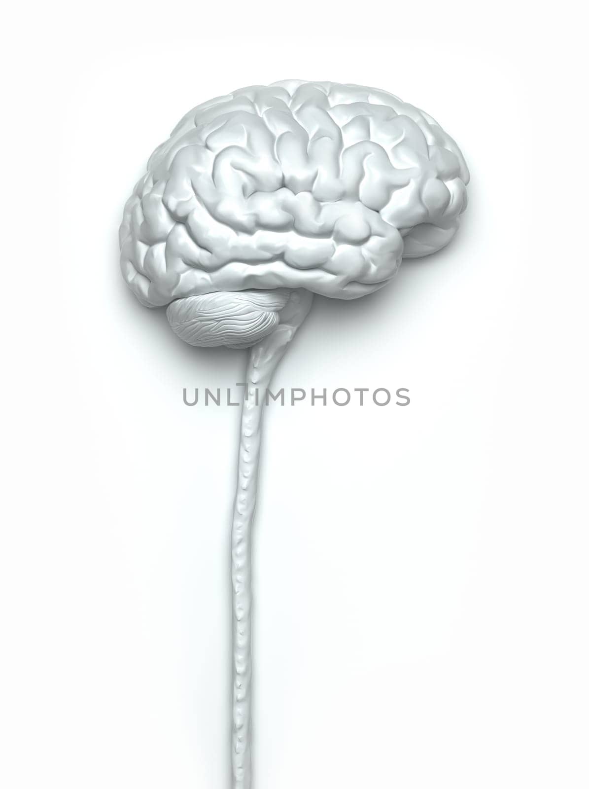 Central nervous system. Brain and spinal cord with clipping path included. Conceptual brain 3D illustration.