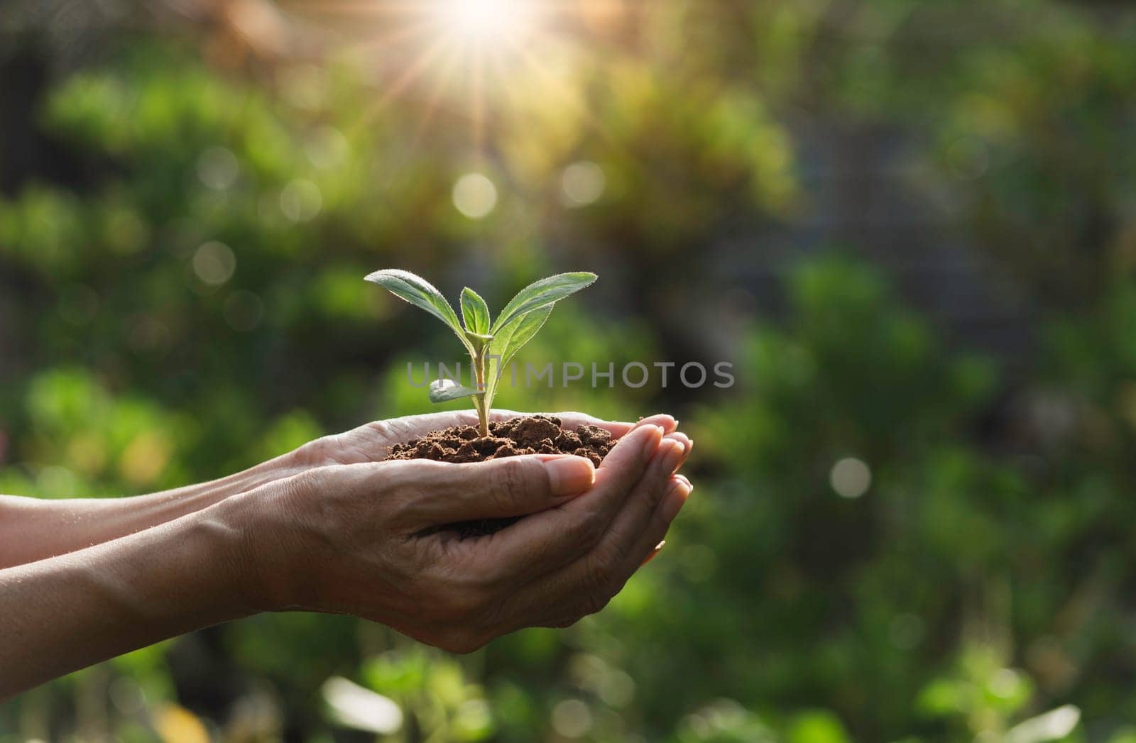 Hand holding a green and small plant. Green fresh plants on nature background.