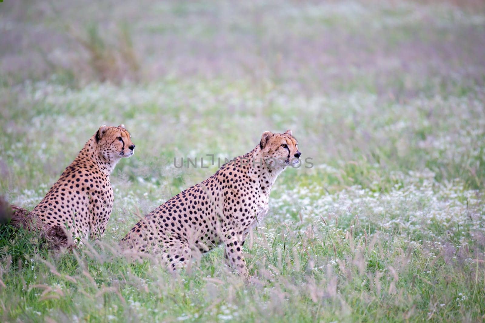 Cheetah in the grassland in the national park in Kenya