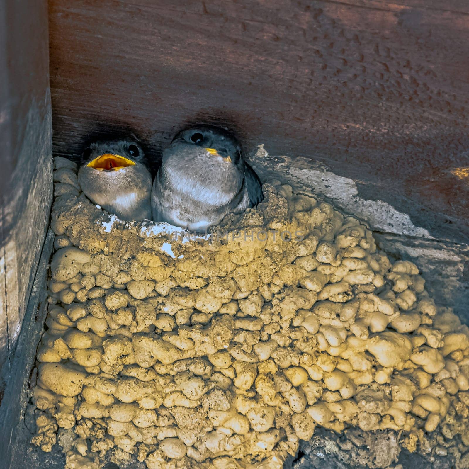 Common house martin (Delichon urbicum), sometimes called the northern house martin - nest with chicks in Choczewo, Pomerania, Poland