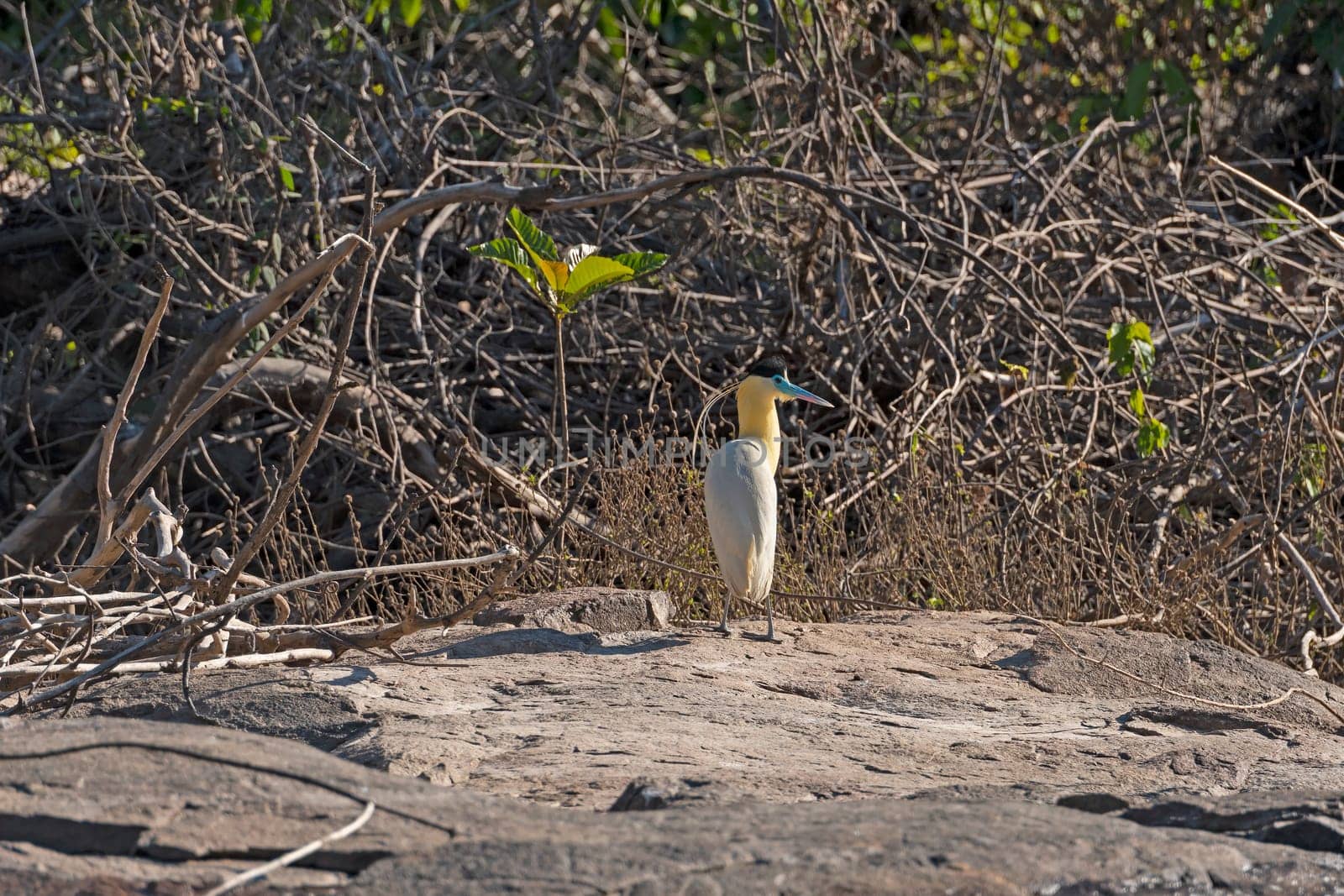 Capped Heron on an Amazon Rainforest River Bank near Alta Floresta, Bazil