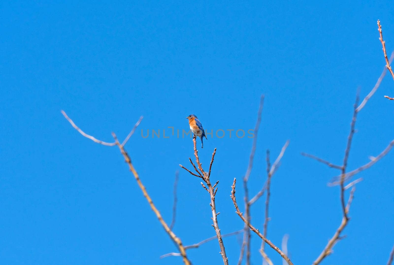 Eastern Bluebird in the Early Spring in Midewin National Tallgrass Prairie in Wilmington, Illinois