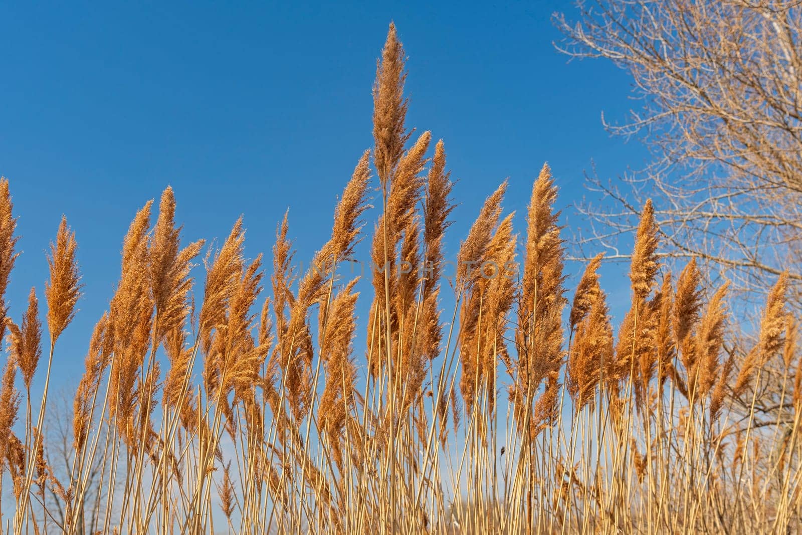 Prairie Grasses in the Sun in Midewin National Tallgrass Prairie in Wilmington, Illinois