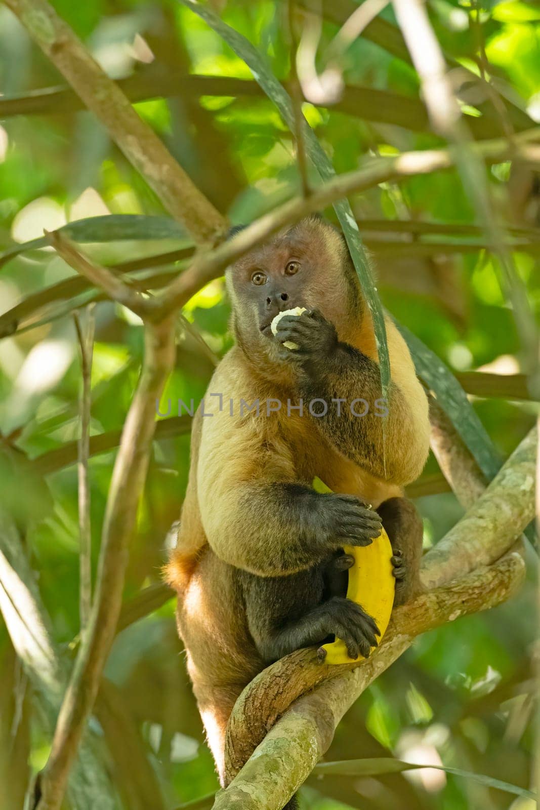 Capuchin Monkey eating a banana while holding another in the Amazon rainforest near Alta Floresta, Brazil
