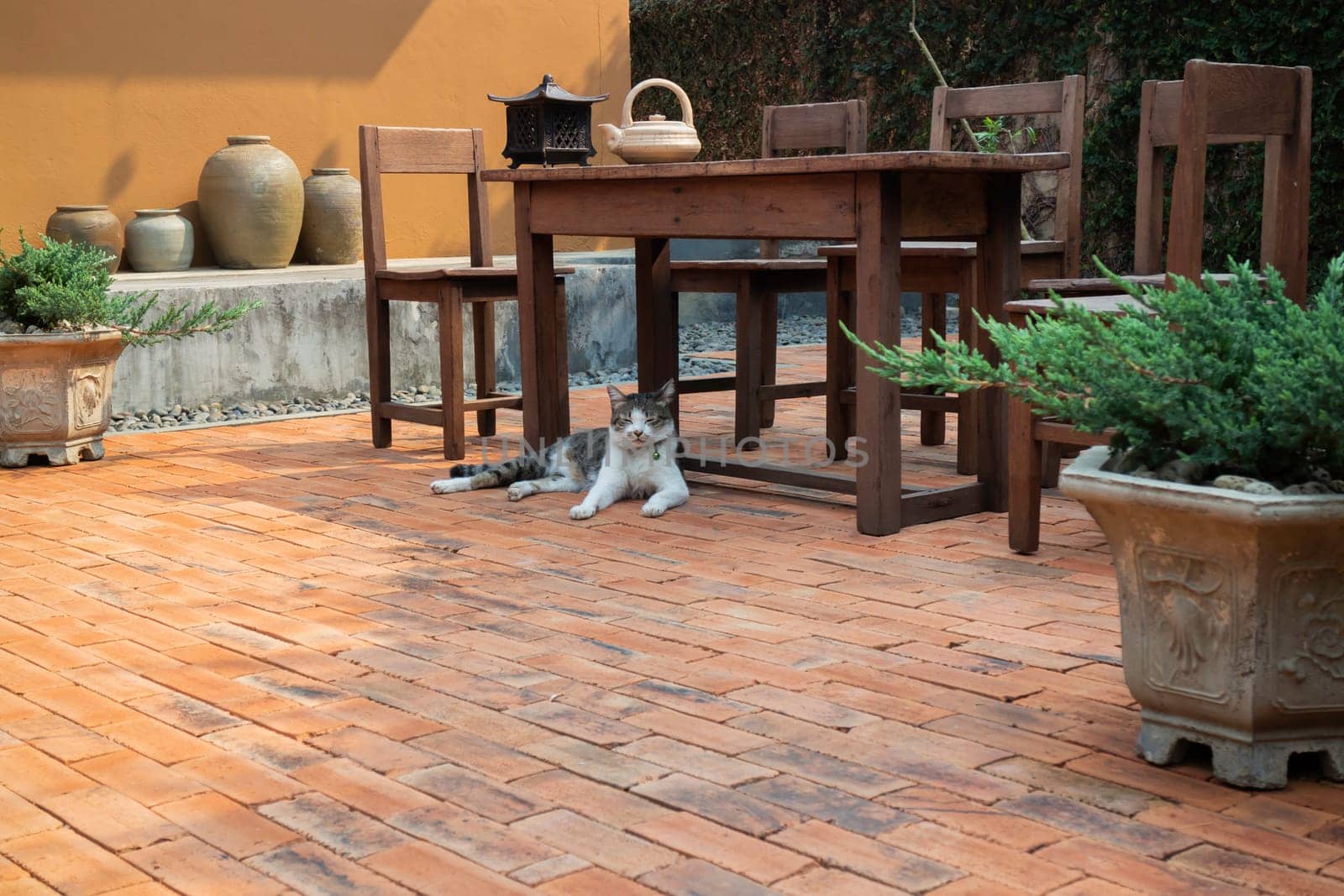 Cat chilled on brick floor background, stock photo