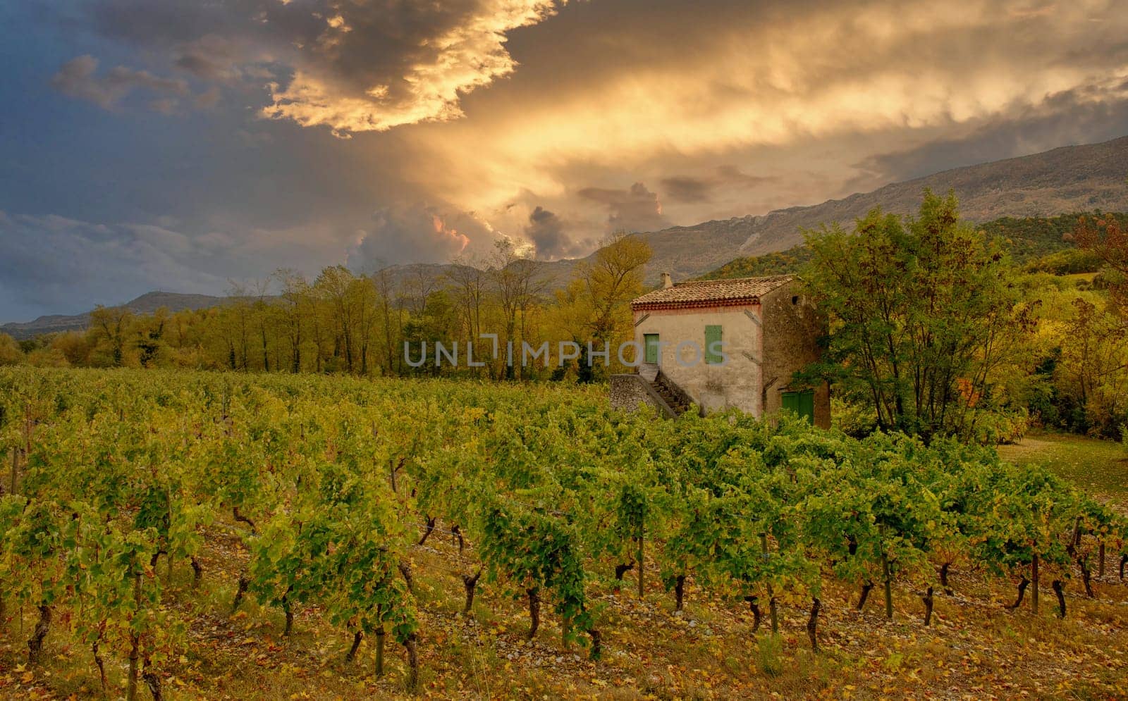 Vineyards in France, autumn, Drome,  wine Clairette de Die