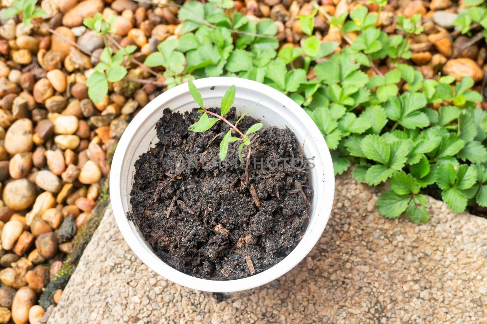 Young pomegranate plant in recycle container, stock phot