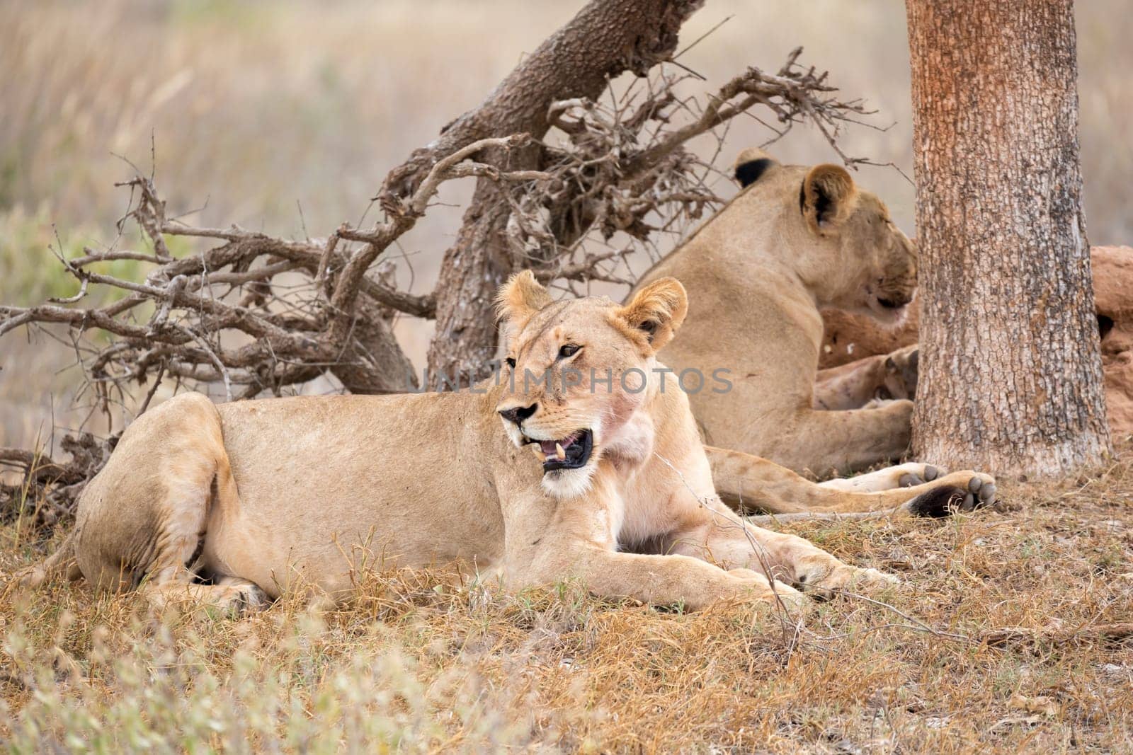 Some lions rest in the shade of a tree