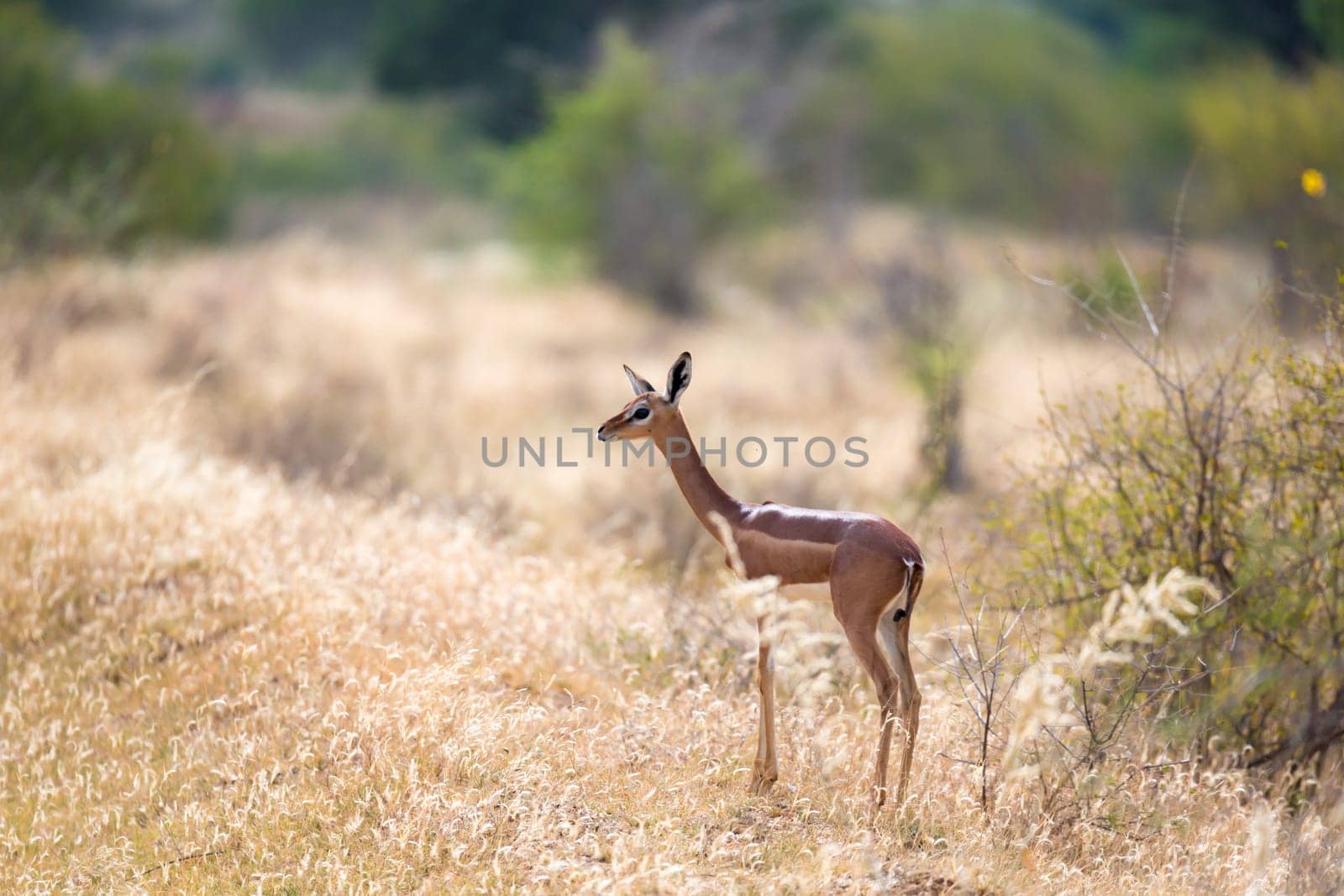 Antelope in the grassland of the savannah in Kenya