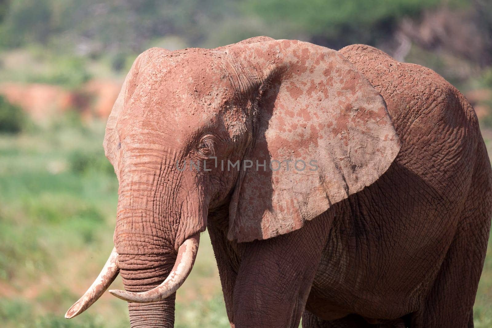 A face of a red elephant taken up close
