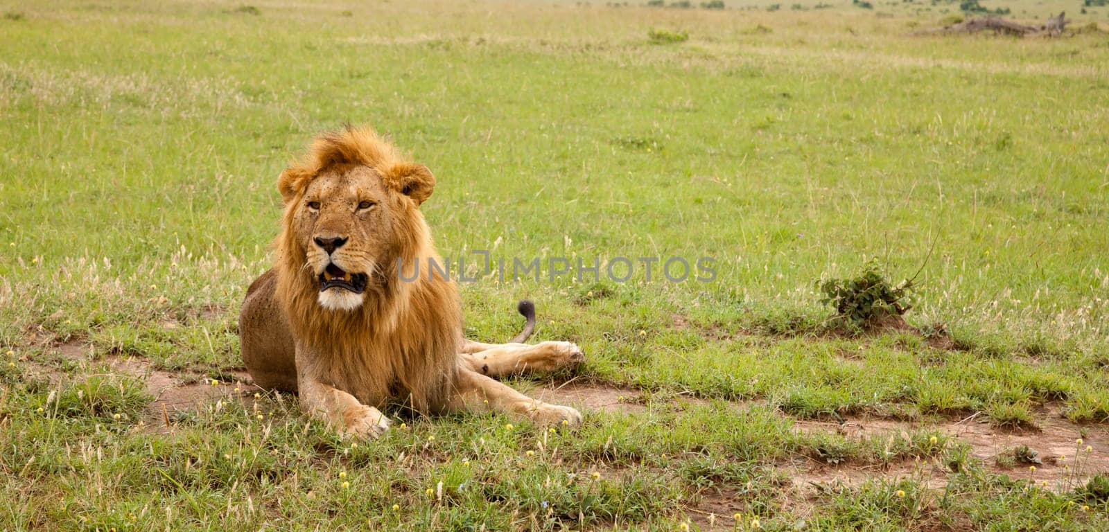A big lion resting in the grass in the meadow