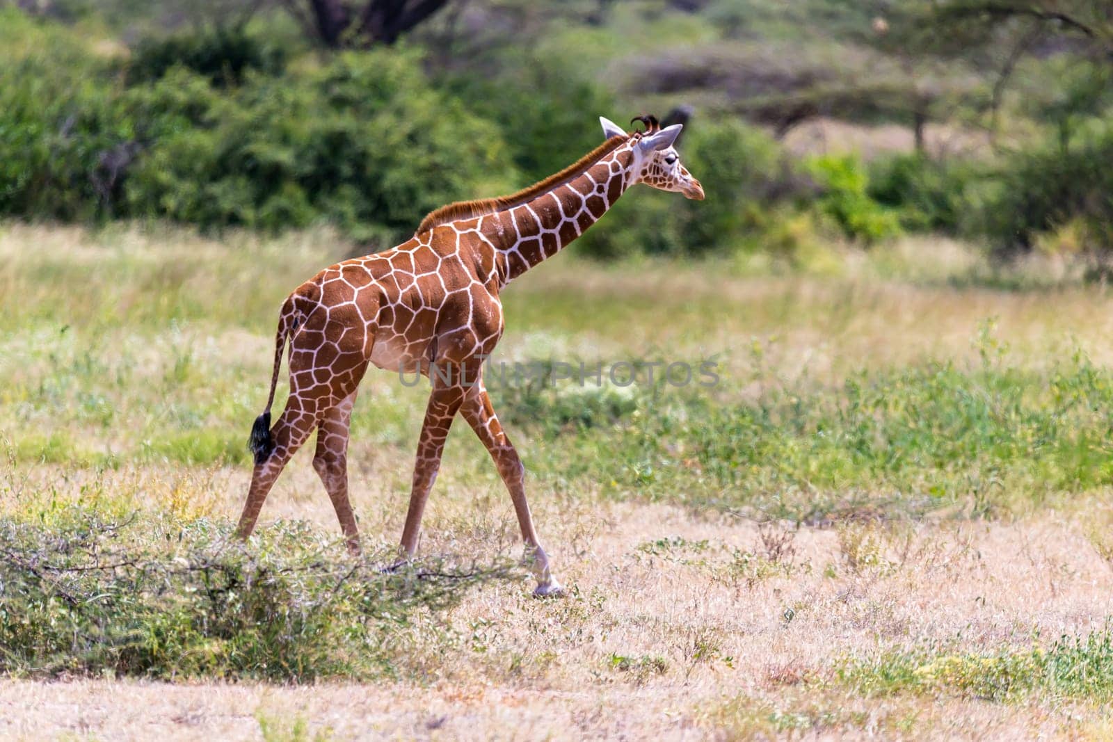 One giraffe walk through the savannah between the plants