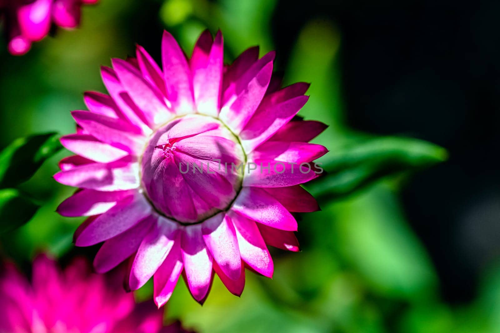 Xerochrysum bracteatum known as the golden everlasting or strawflower