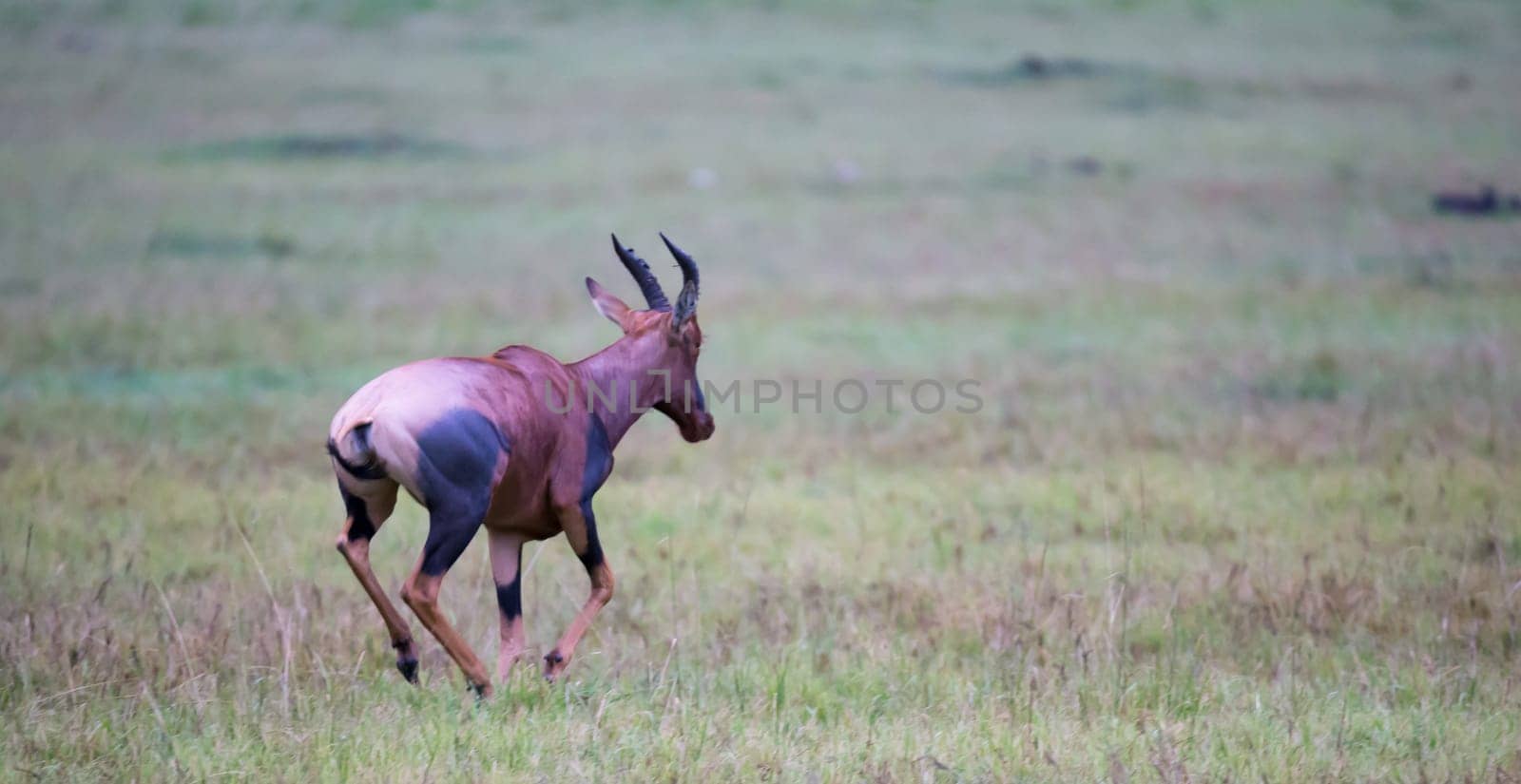 A Topi antelope in the grassland of Kenya's savannah