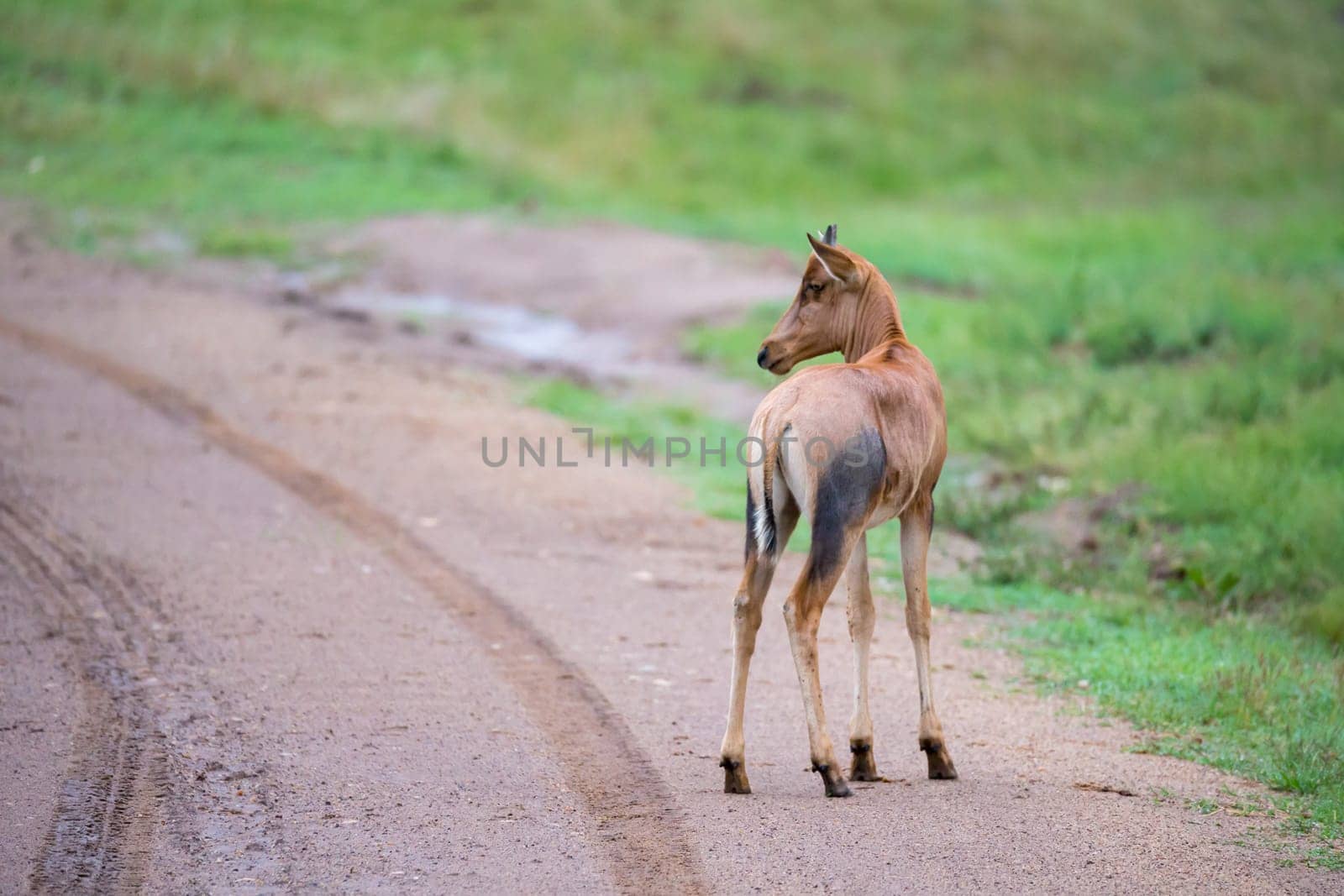 A Topi antelope in the grassland of Kenya's savannah