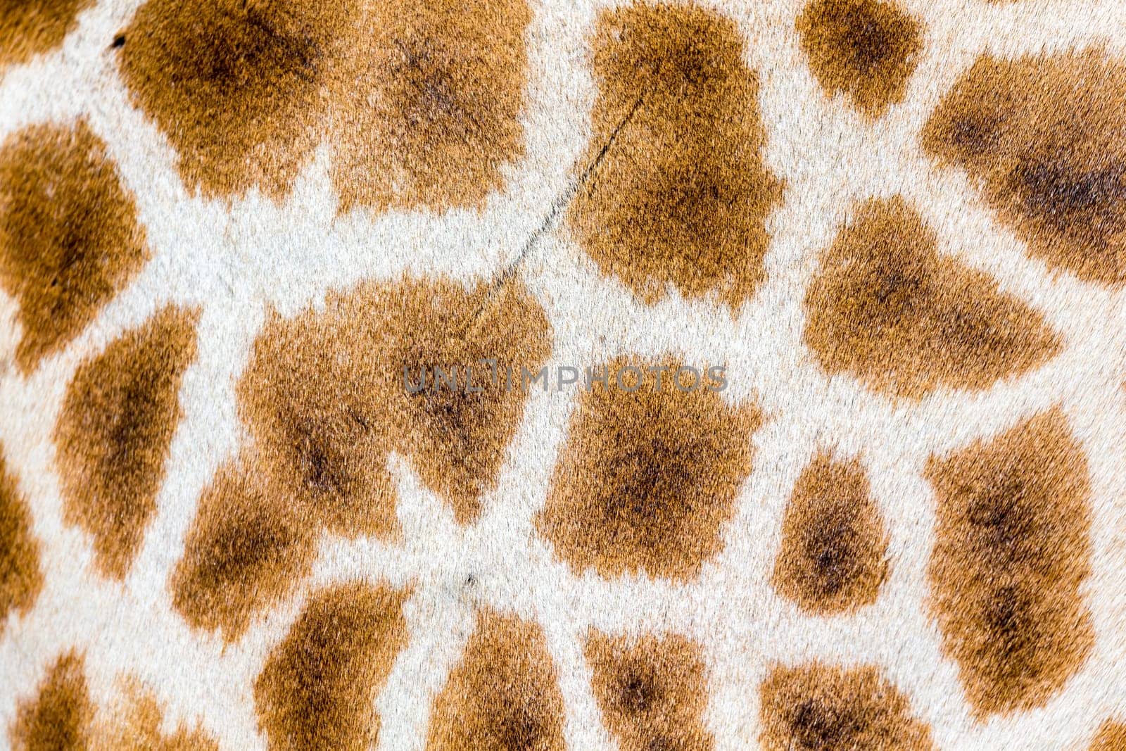 A fur of a giraffe in close-up