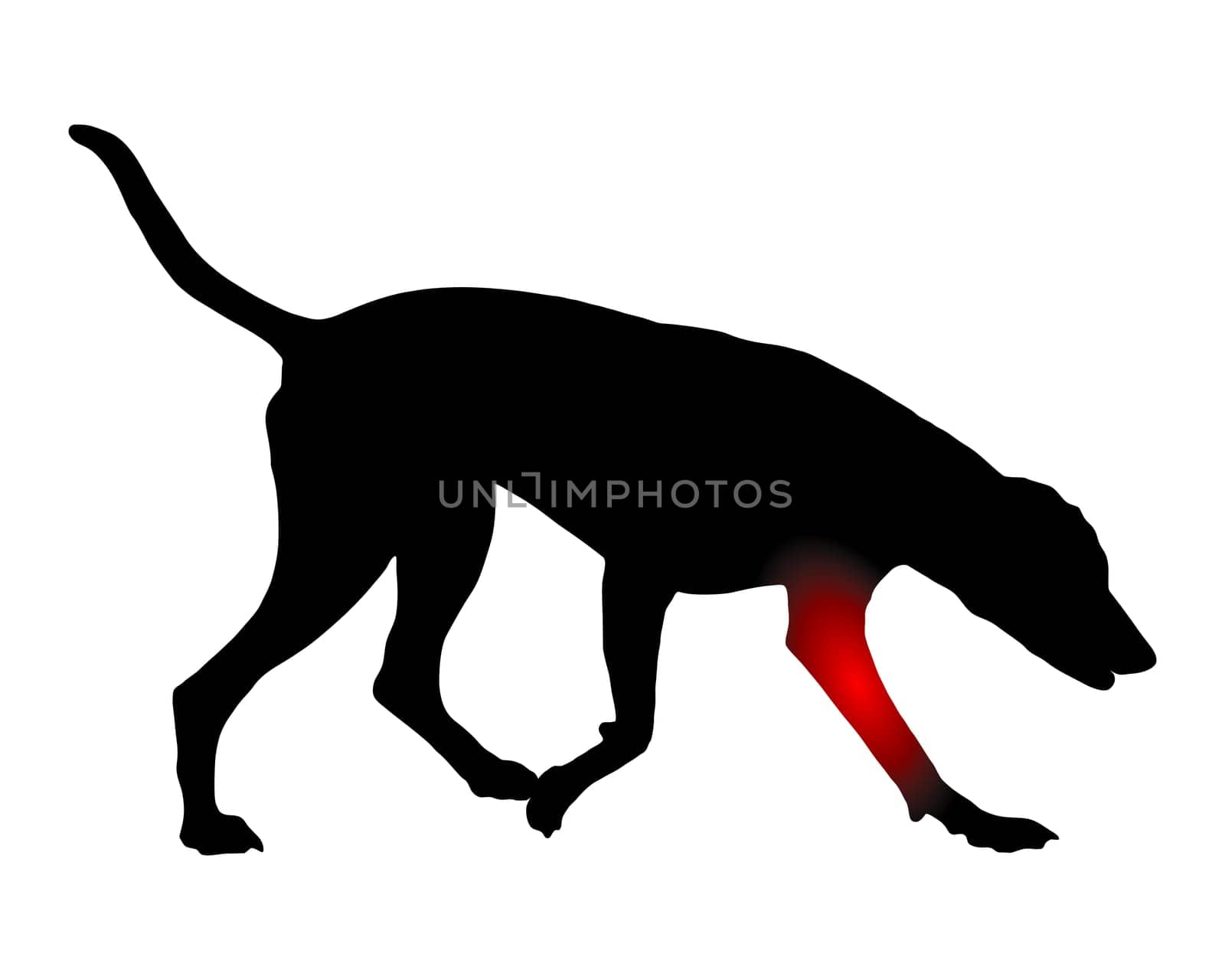 Hund mit Schmerzen im Vorderlauf