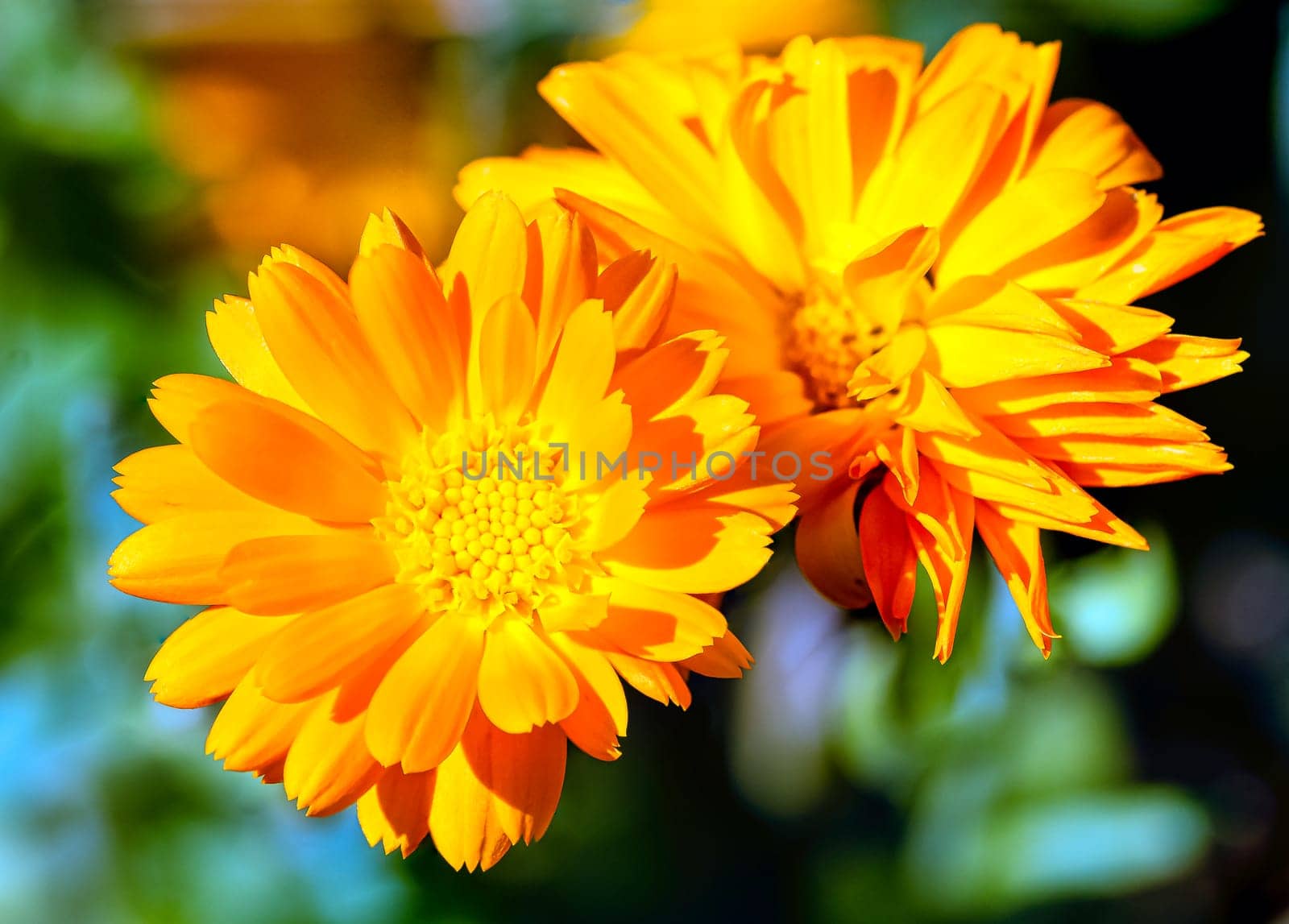 Calendula officinalis known as pot marigold, ruddles, common or Scotch marigold