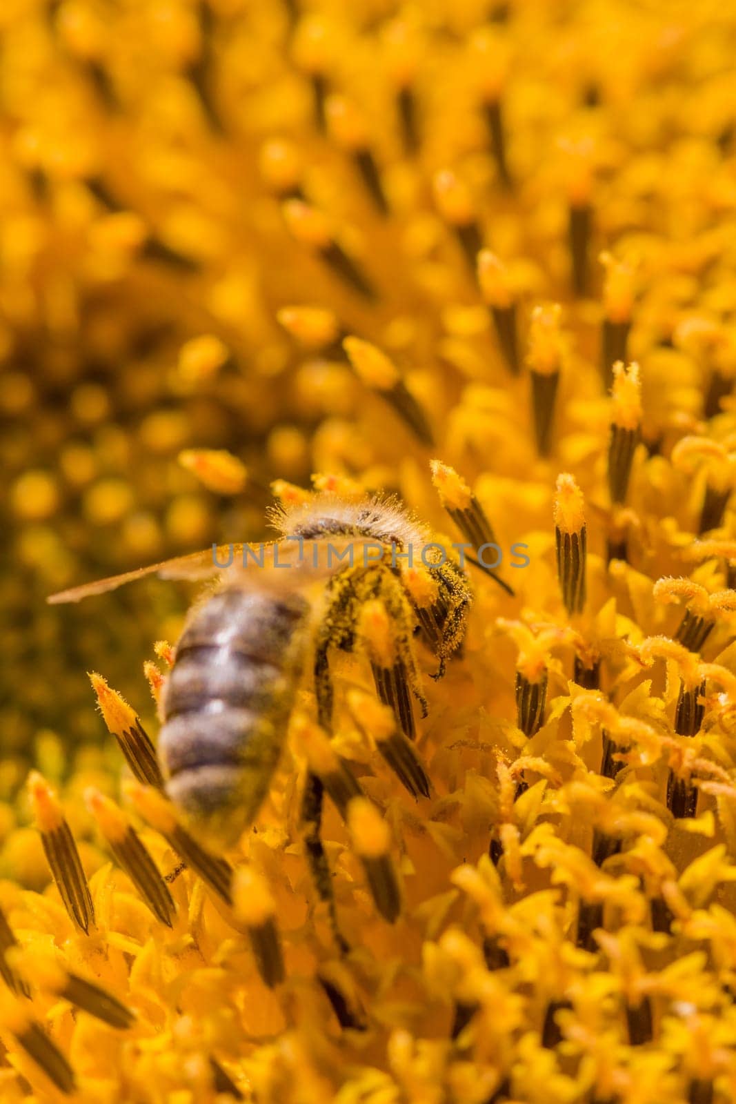 Animal sitting at summer sun flower and collect for important environment ecology sustainability. Awareness of nature climate change.