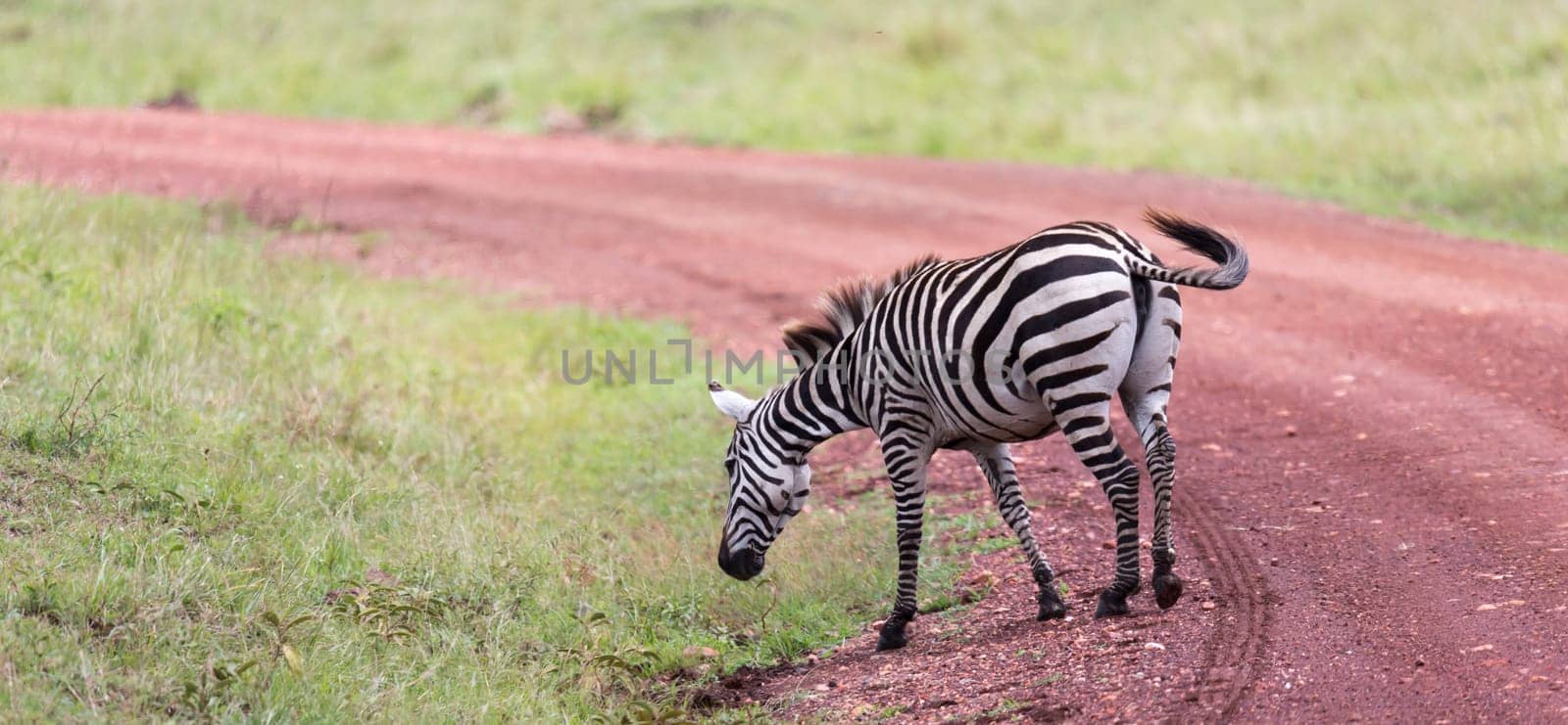 The Zebra family grazes in the savanna in close proximity to other animals