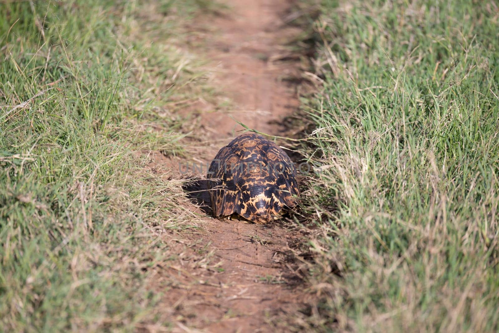 One turtle crawls between the grass in the savannah