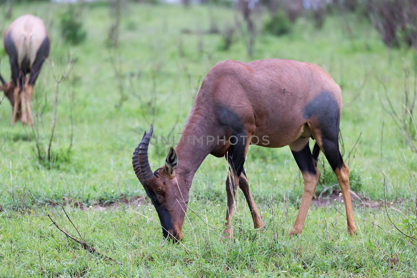 A Topi Gazelle in the Kenyan savanna amidst a grassy landscape