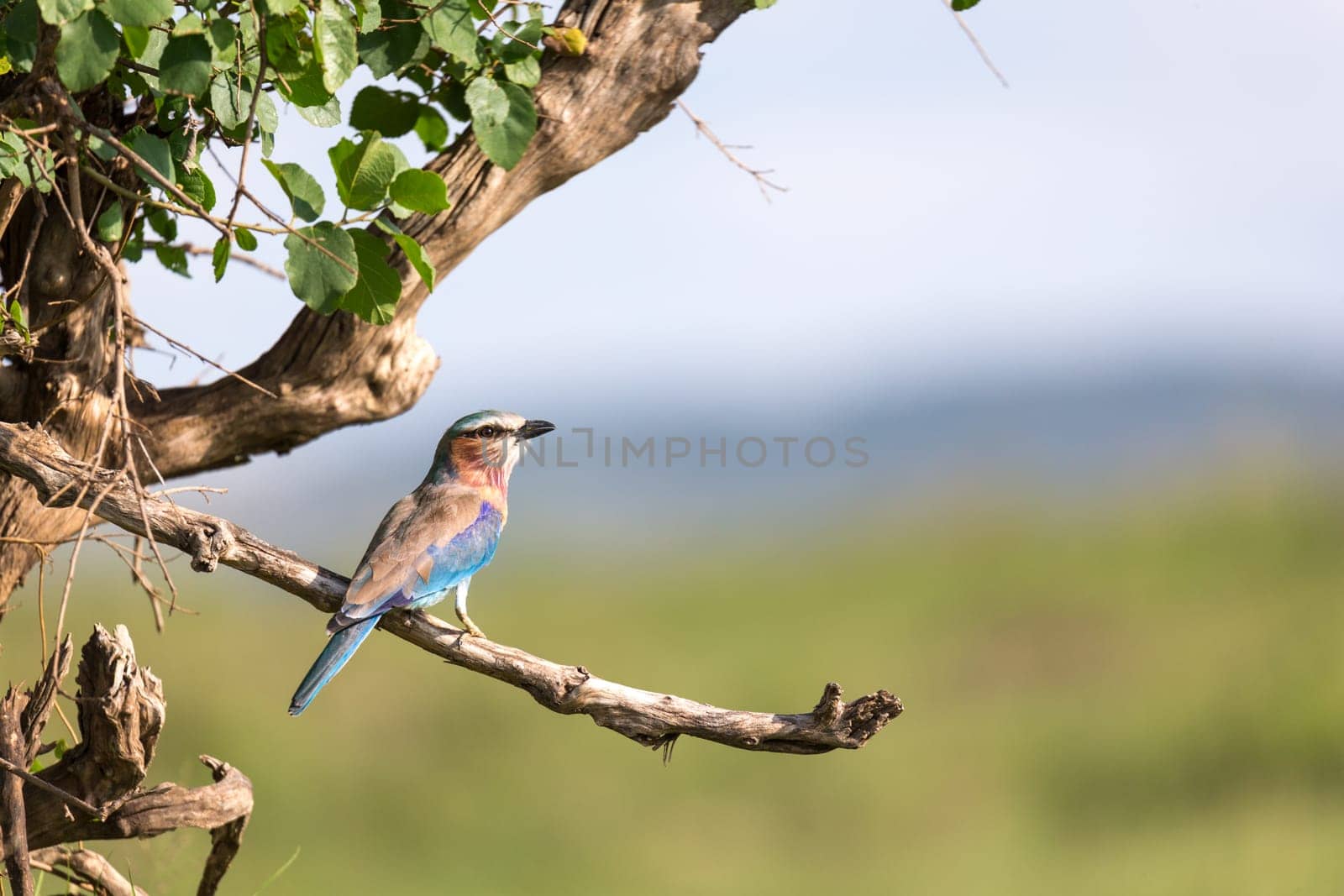 One lilac breast roll sits on a tree branch