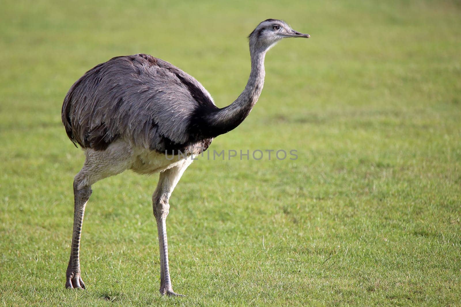 Nandu Rhea americana on a greenfield site