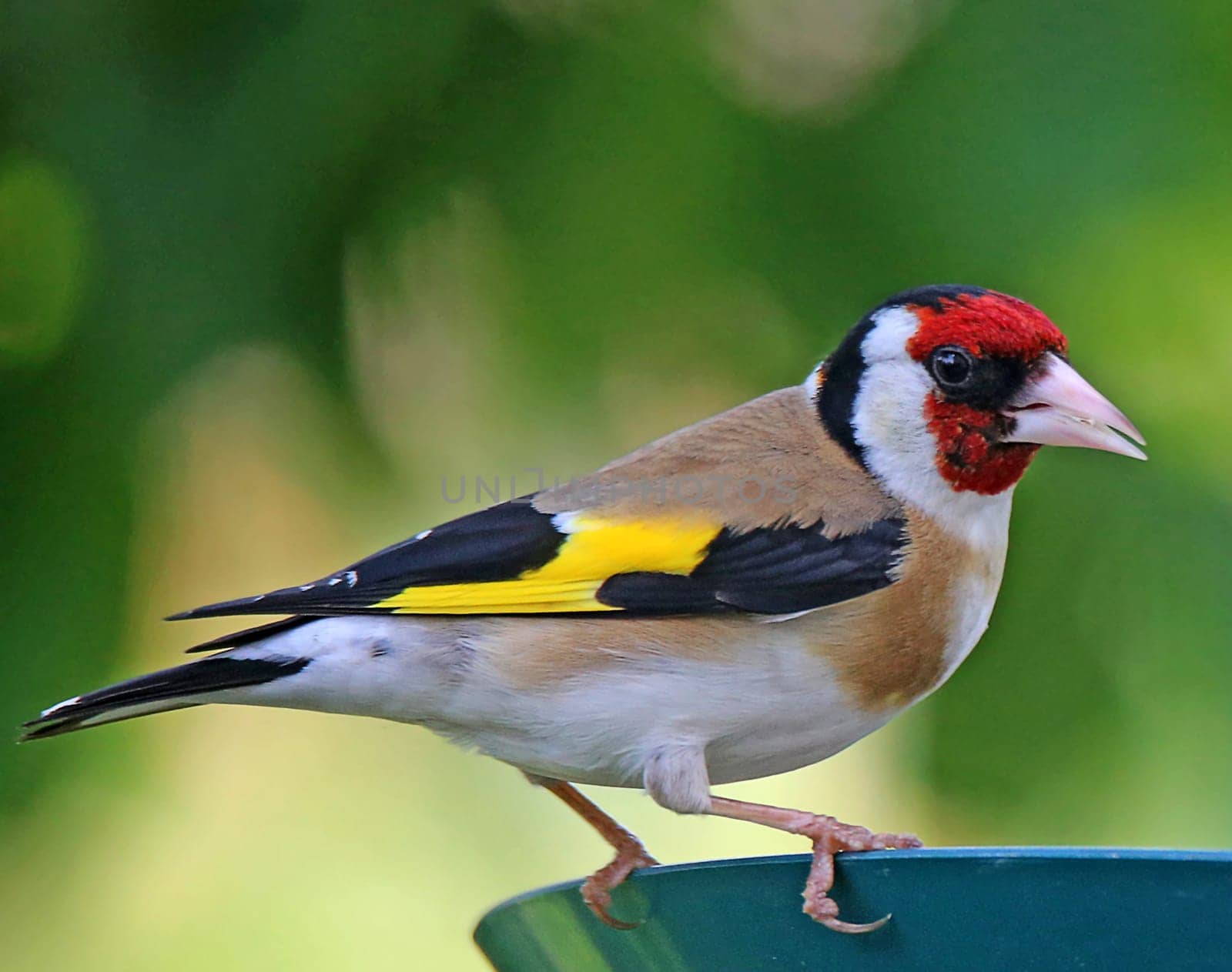 Goldfinch Carduelis carduelis