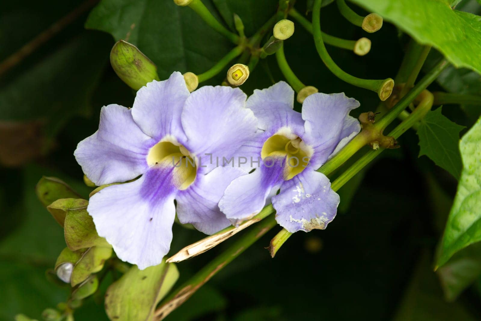 The Exotic flowers of the island of Madagascar