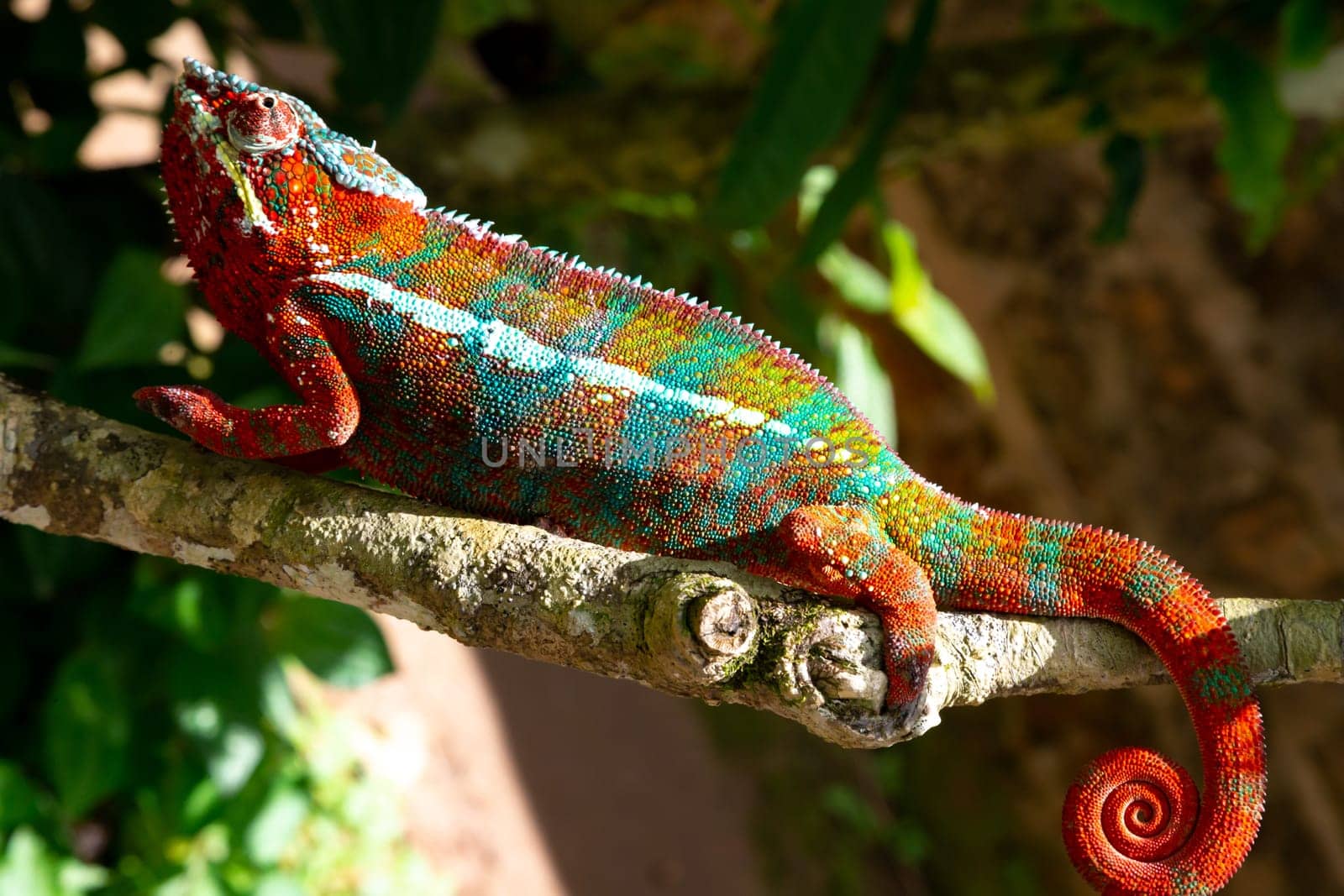 One Colorful chameleon on a branch in a national park on the island of Madagascar