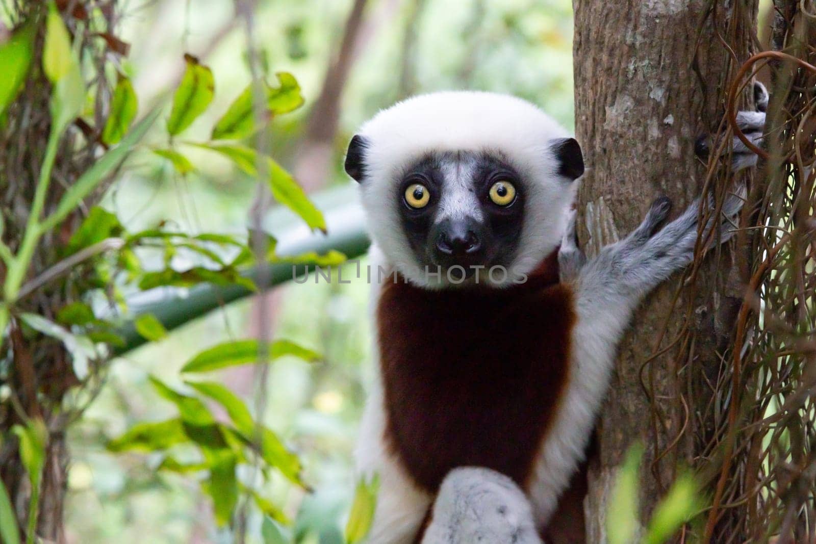 One portrait of a Sifaka lemur in the rainforest..