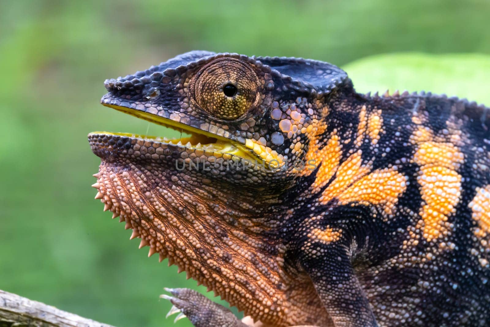 One Colorful chameleon on a branch in a national park on the island of Madagascar