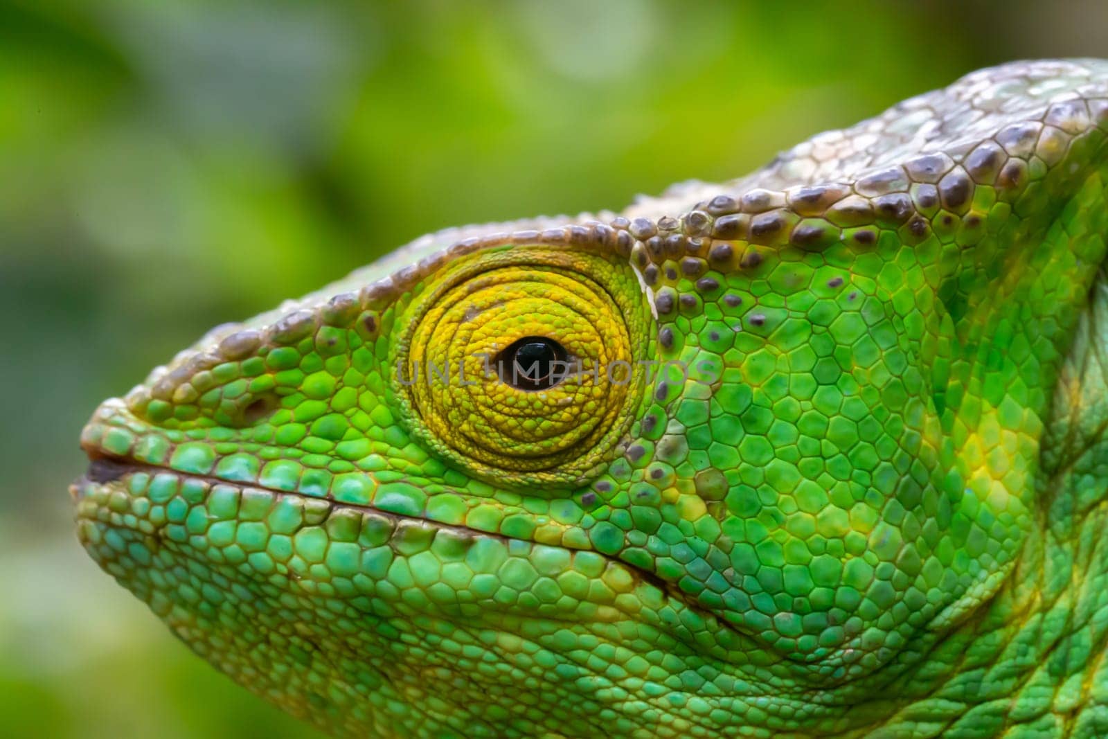 One chameleon in close-up in a national park on Madagascar