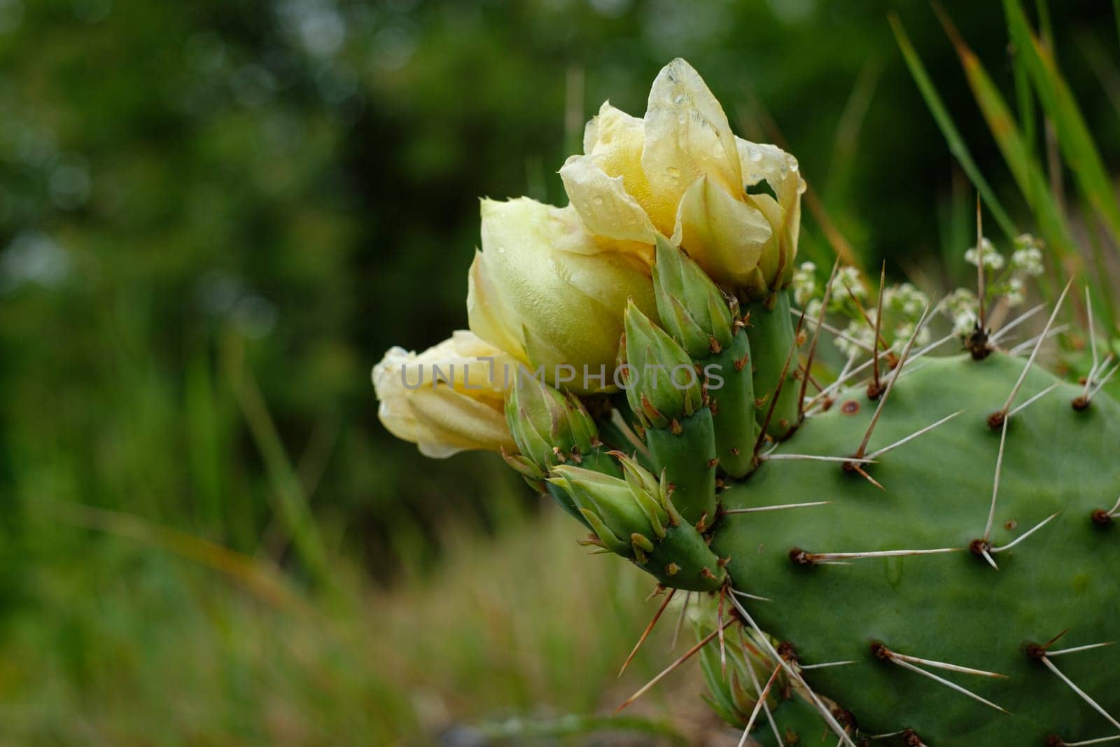 Opuntia cactus with yellow flower and thornes