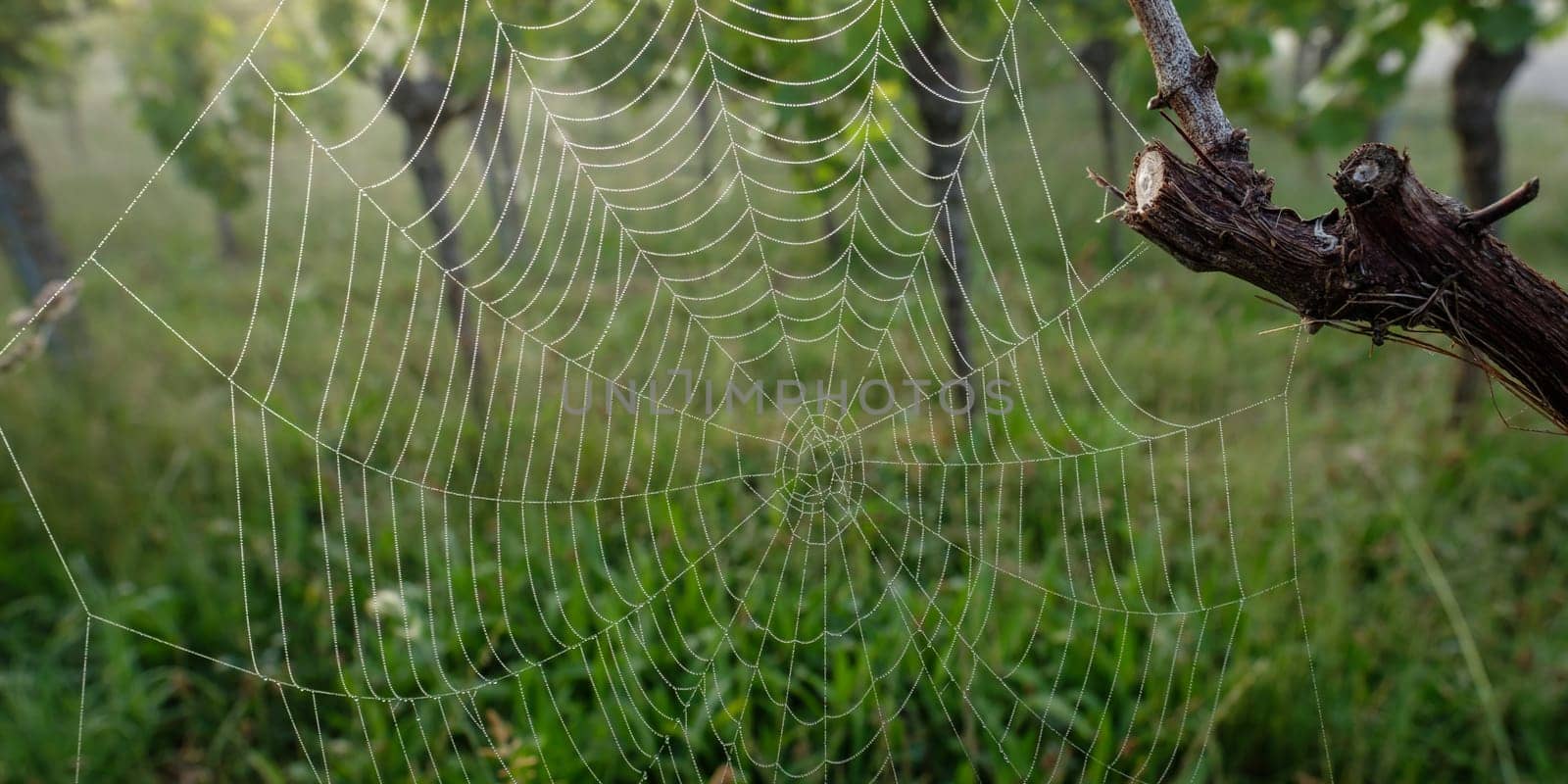 Spider web at a vine closeup