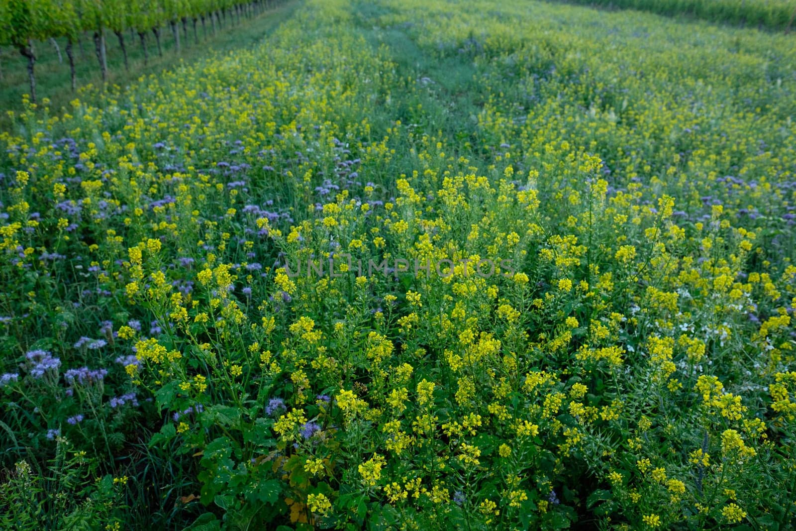 Field of rape in flower yellow and green