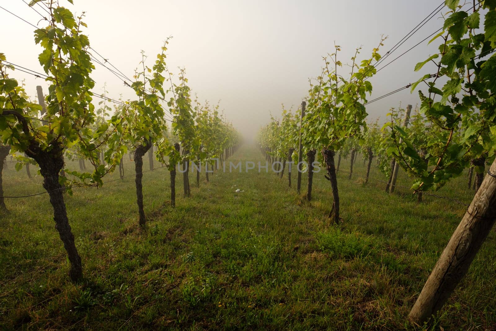 Vines in Vineyard in morning mist scene