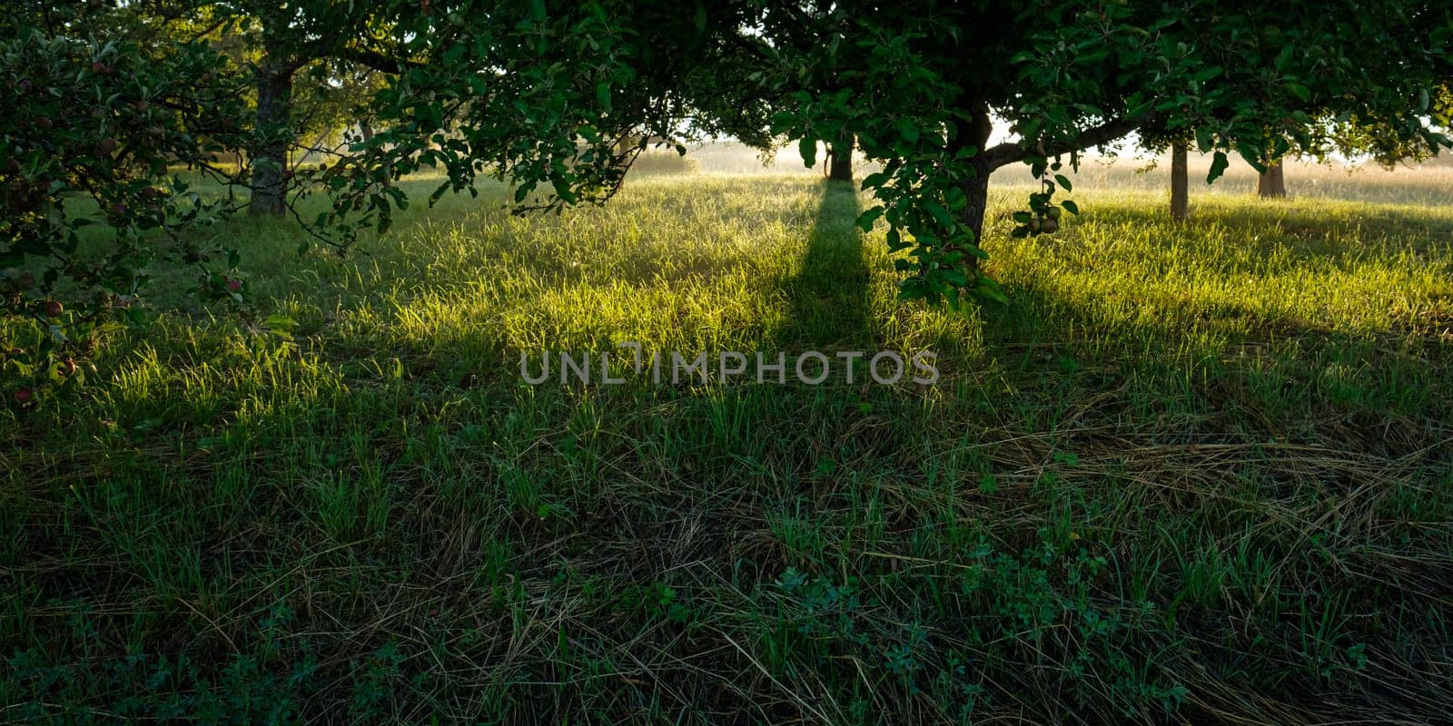 Apple trees in back lit of morning sun panoramic