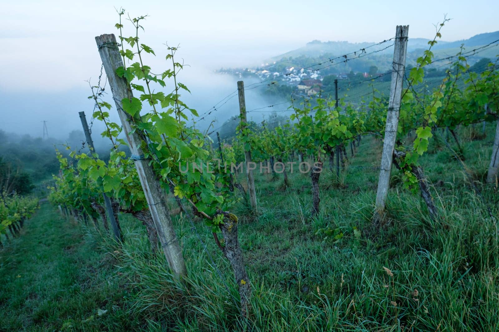 Morning mist in a vineyard landscape