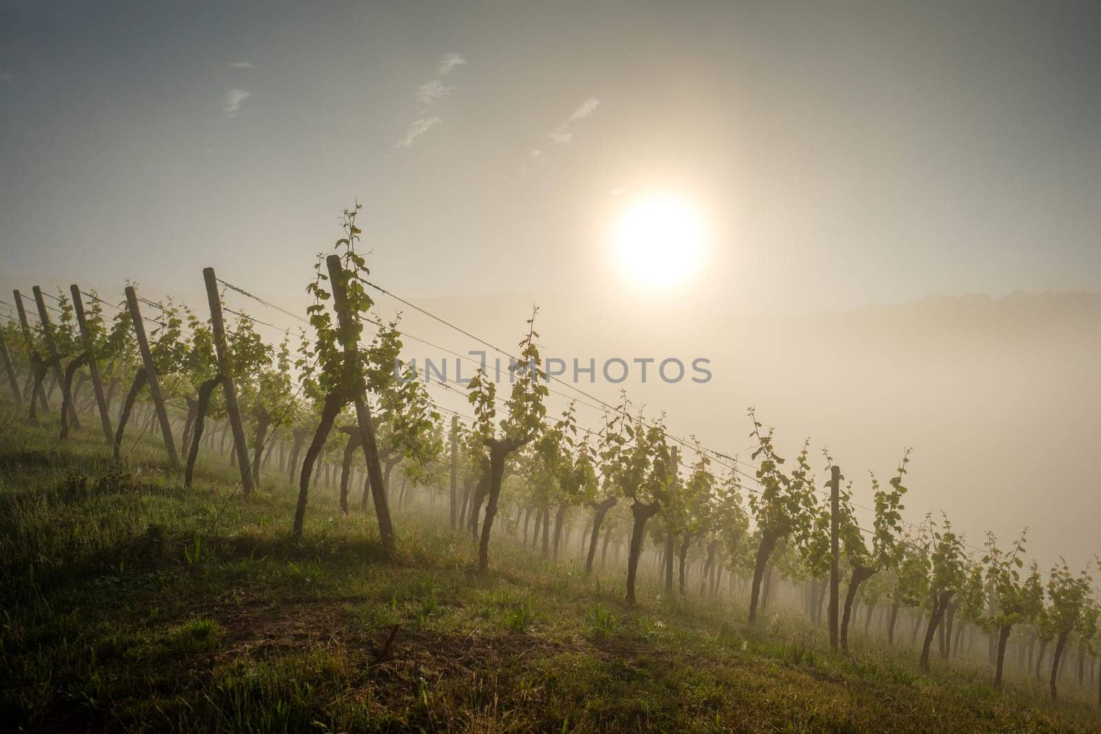 Sunlight and morning mist in vineyard scenery