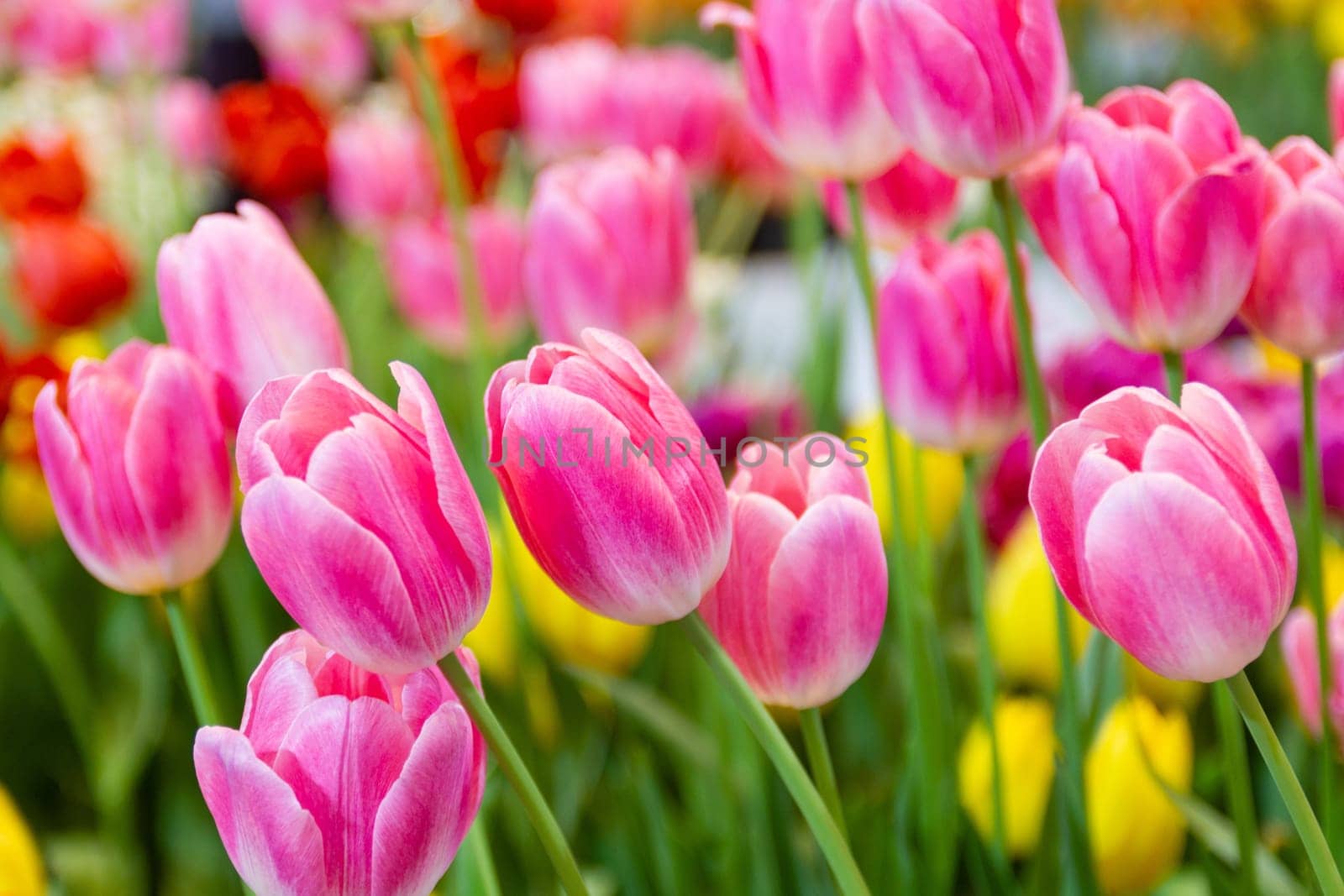 Pink tulips flower, beautifuly flower in garden plant, tulip spring-blooming