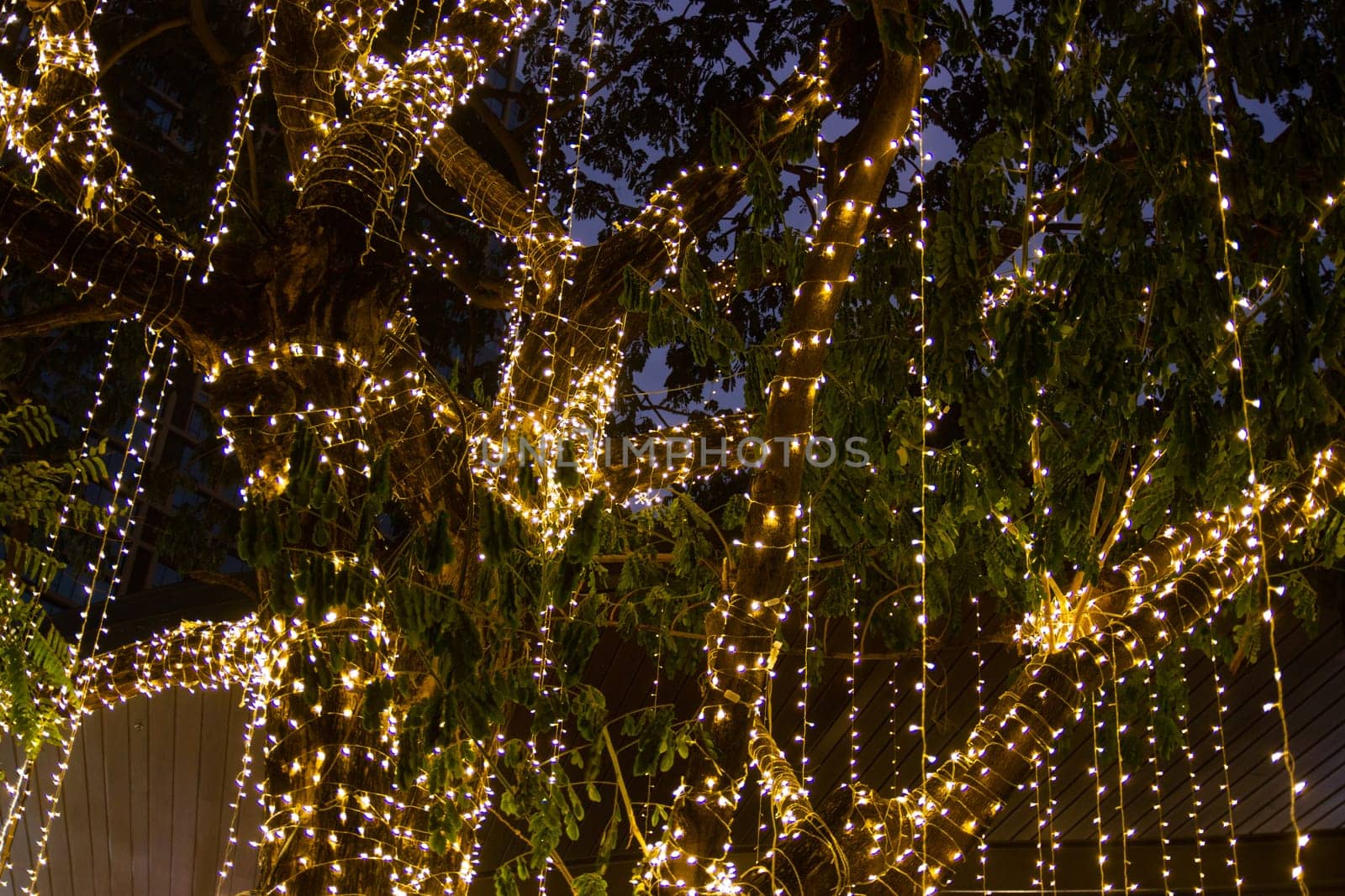 cable of string led lights on tree in the garden at night time used for decorating for beauty According to important festivals.