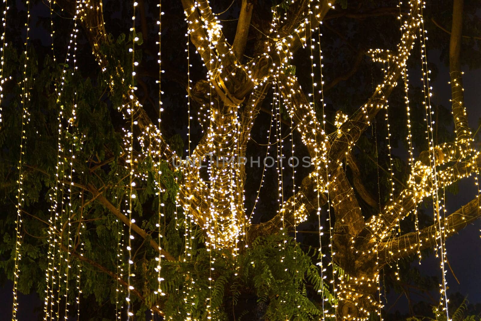 cable of string led lights on tree in the garden at night time used for decorating for beauty According to important festivals.
