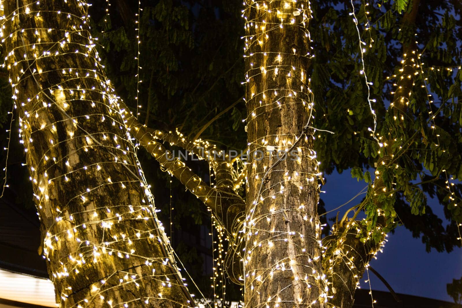 cable of string led lights on tree in the garden at night time used for decorating for beauty According to important festivals.