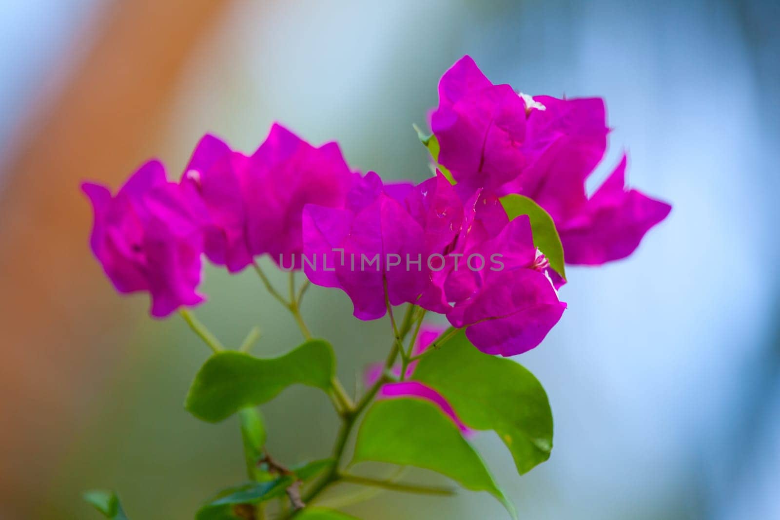 Colorful flowers with green leaves in a garden on an island