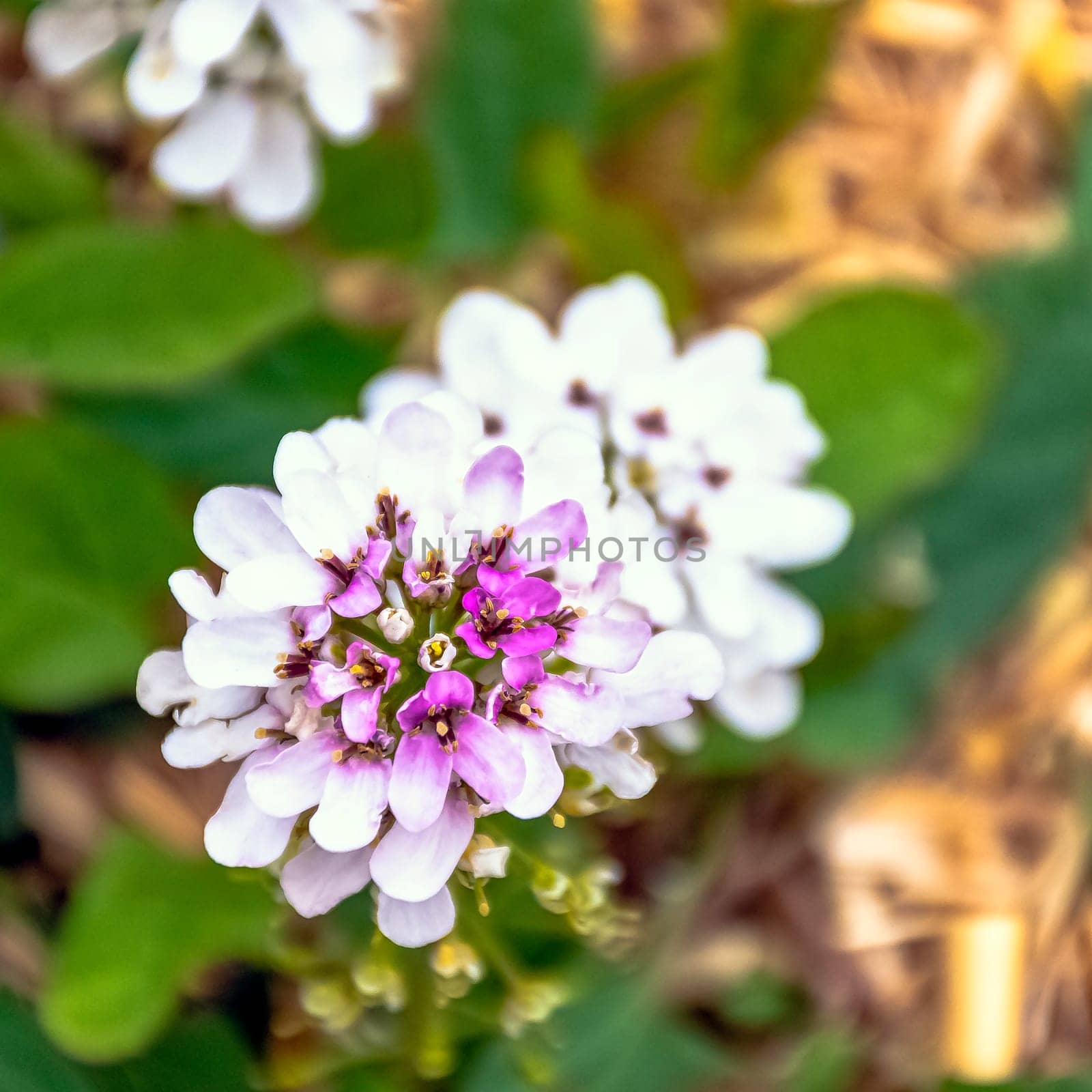 Iberis sempervirens known as evergreen or perennial candytuft